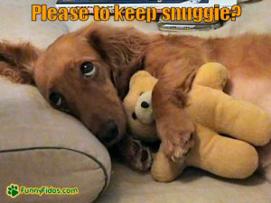 Related Pictures cute dogs cuddling