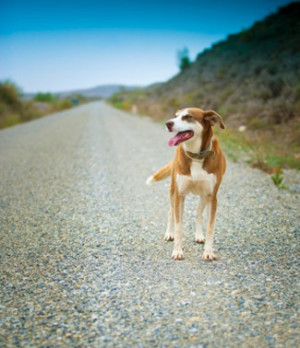 Animals and accidents: When auto insurance may save the day