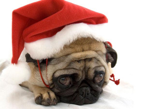 christmas dog highdefinition wallpapers dogs cats christmas