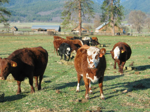 Flagallery Scott River Ranch Thumbs Funnycattle