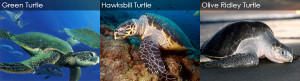 turtle island turtle island 6 bali snorkeling sidemen bali big