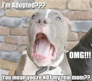 Pet Quotes Back to Pets / Back Home