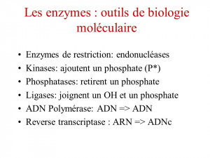 Les enzymes : outils de biologie moléculaire Enzymes de restriction ...