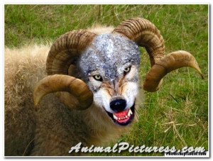 mammals pictures sheep pictures sheep wolf sheep wolf sheep wolf