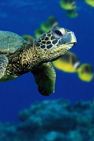 Download Turtle Wallpapers