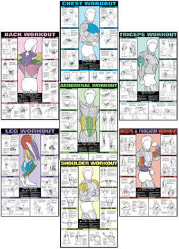 Biceps Workout Chart