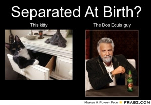 frabz-Separated-At-Birth-This-kitty-The-Dos-Equis-guy-c0d20e.jpg