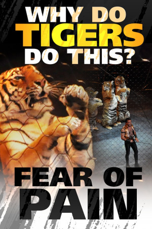 posters_tiger_pain_th.jpg