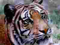 ... pendants. Find tiger sayings, quotes and trivia to go on your gifts