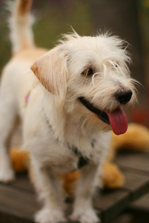 Jack Russell Terrier Mix Breed