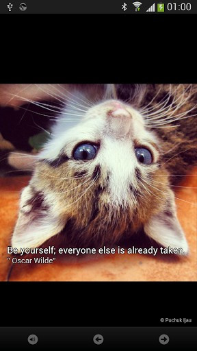 Inspirational Kittens...