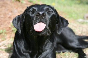 Dog sticking tongue out