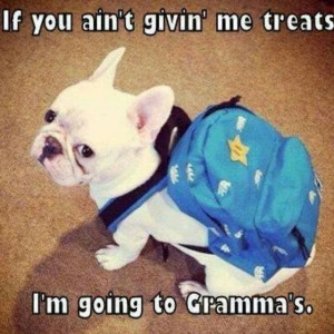 Going to Grammas quotes cute memes animals quote adorable dog puppy ...