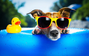 Dog Wearing Sunglasses Wallpaper,Images,Pictures,Photos,HD Wallpapers