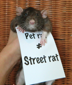 Adorable rat protest! Pet rat is not street rat.