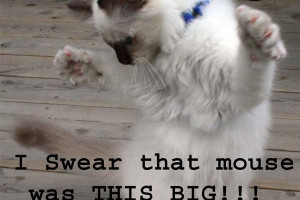 Really Funny Cat Quotes Boasting cat