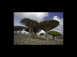 Conoce la isla encantada Socotra en Yemen FOTOS