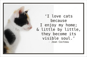 beautiful quote about cats