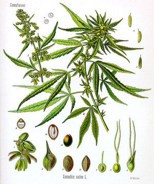 Medical Marijuana ( Cannabis sativa X indica )