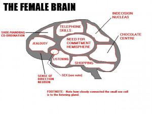 male brain vs female brain
