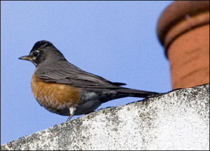 catch sight of the rare American Robin for the first time in London
