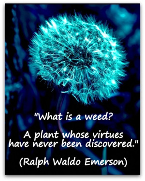 ... weed? A plant whose virtues have never been discovered.