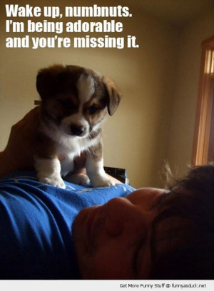 cute dog puppy wake up adorable missing it animal funny pics pictures ...