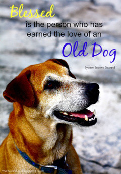 Senior dog quote. Blessed love of an old dog.