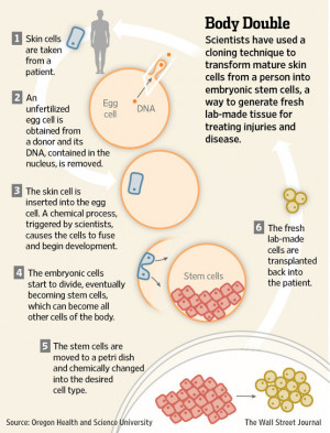 EXPERIMENT BRINGS HUMAN CLONING ONE STEP CLOSER