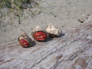 Land Hermit Crabs Coenobita clypeatus Single Crab