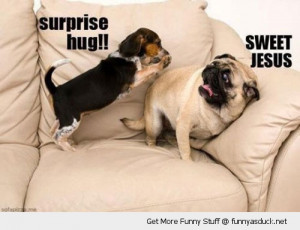 suprise hug dogs animals pugs puppy funny pics pictures pic picture ...