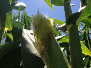 ... , and you shall have corn to sell and to keep – Benjamin Franklin