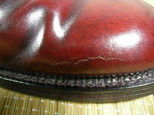 ... : Everybody's favorite game: Shell or Not Shell? (Warning: Big Pics