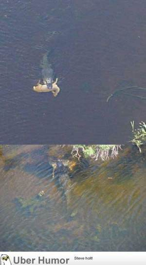 Just a Louisiana gator swimming with an entire deer in its jaws.
