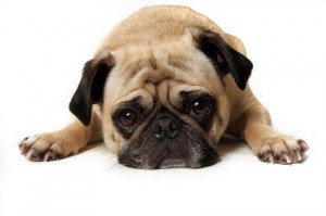 Unhappy Dog Equals Unhappy Owner