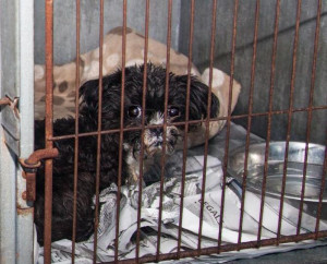 Facts About Puppy Mills