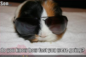 Name: pigggg.jpgViews: 68672Size: 26.7 KB