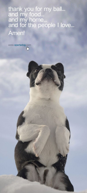 dog's prayer #spartadog #dogs #quotes