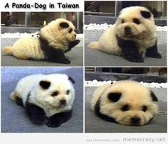 panda dog more puppies pandas cutest pets pandas dogs chow chow ...