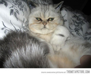 Funny photos funny cat me gusta face