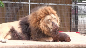 Lion Meets Dachshund The Zoo