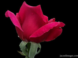 ... flowers php target _blank click to get orkut myspace flowers comments