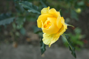 Love is like a beautiful flower