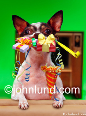 Birthday Party on Dog Photo Of A Chihuahua With A Mouthful Of Gifts ...