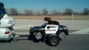 Deputy dog is on your tail!