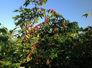 Coffee Beans Tree