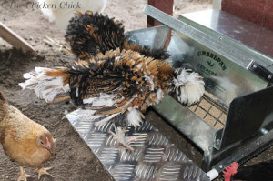 Grandpa's Feeders, Save Money on Feed & Protect Chickens from Disease