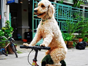 old dog new trick 630 300x227 National Dog Day: 5 Dog Quotes to ...