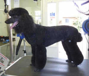Splash Time Dog Grooming - professional dog grooming service