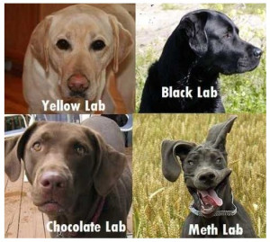 Funny pic for Lab owners.-labs.jpg